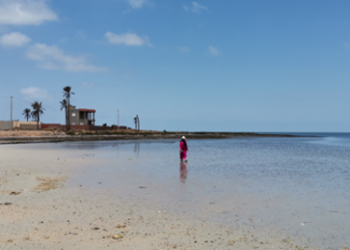 Les glaneuses de palourdes de Kerkennah, ces damnées de la mer