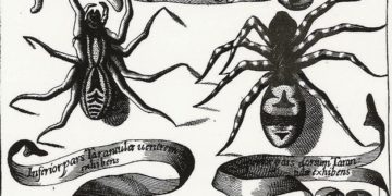 Possédées, guérisseuses, musiciennes : les femmes du tarentisme