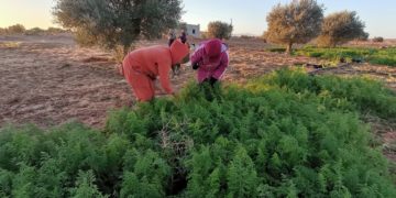 Tunisie : Femmes, terre et enjeux de pouvoir