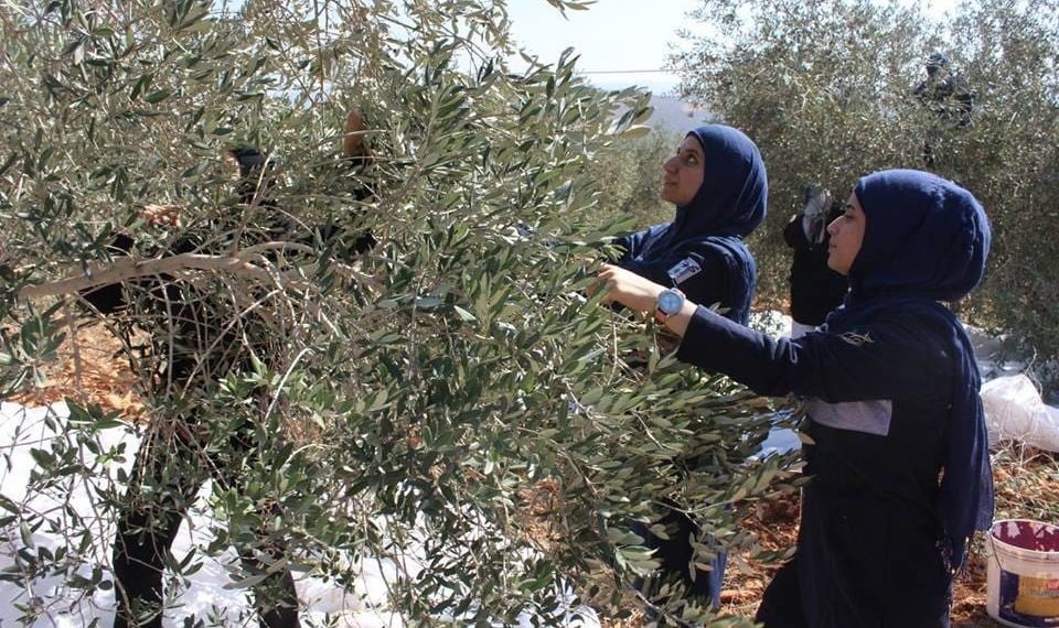 قاطفات الزيتون… نساء يتحدين الظروف والحرب في جنوب لبنان