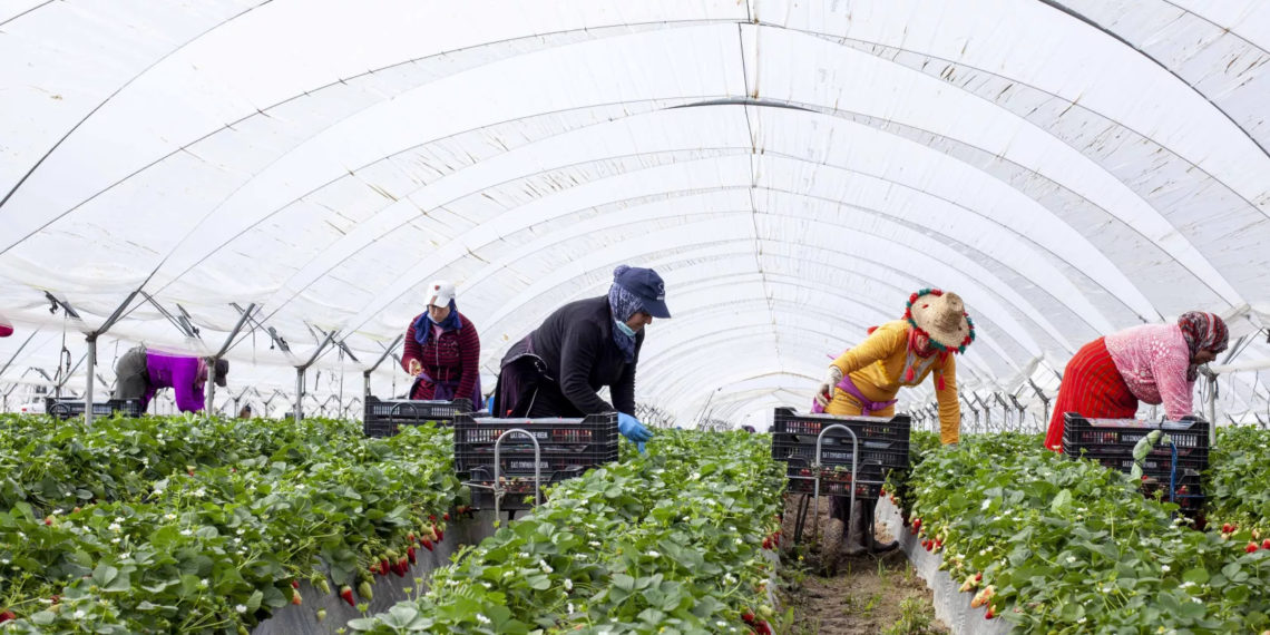 Les travailleuses agricoles marocaines : de migrantes saisonnières à entrepreneuses