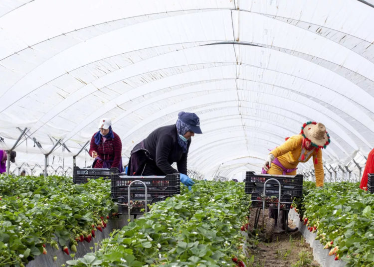 العاملات الفلاحيات في المغرب: من مهاجرات موسميات إلى مقاولات
